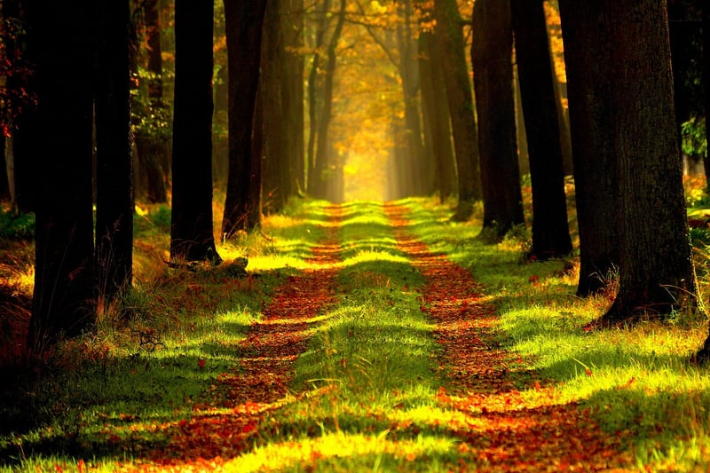 Lush Forest